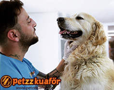 Köpek Makine Traşı köpek makine traşı